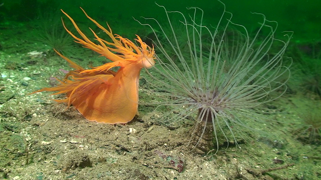 4K underwater stock footage