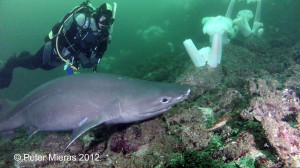 Six gill shark with diver