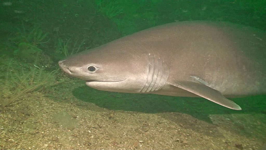 six gill shark