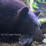 Black bear falling asleep after eating salmon