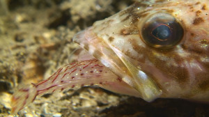 juvenile Lingcod eats shrimp