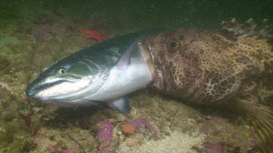 Lingcod eats chinook salmon