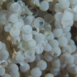 Lingcod video of Lingcod eggs hatched
