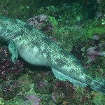 Lingcod female pregnant Lingcod video