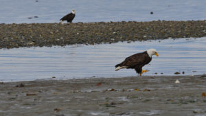 Eagle walking to pick dead herring