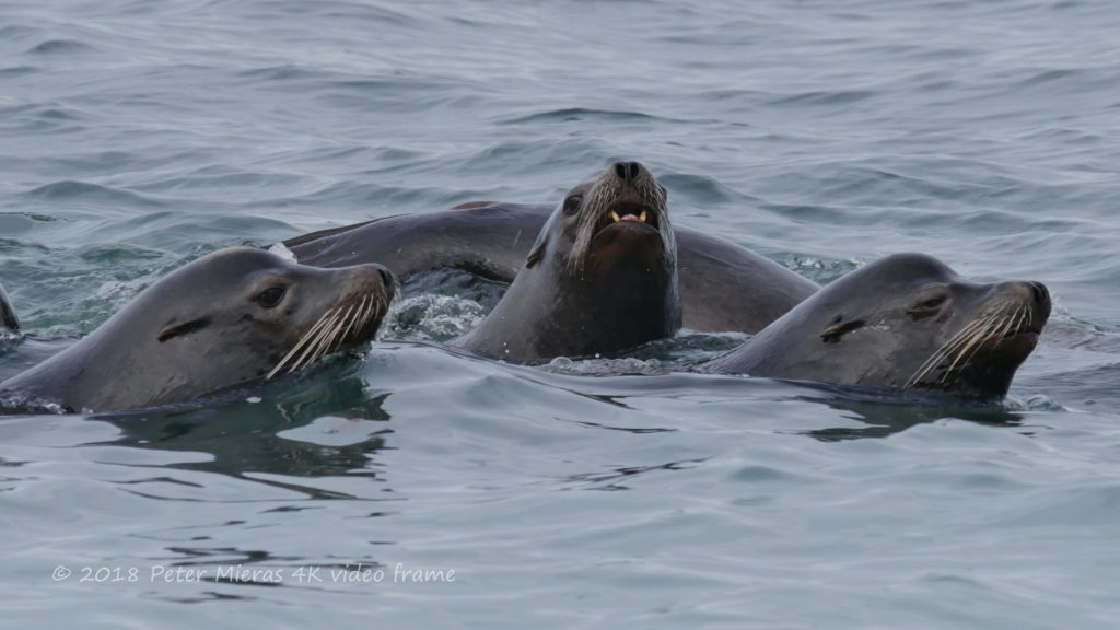 California sea lions