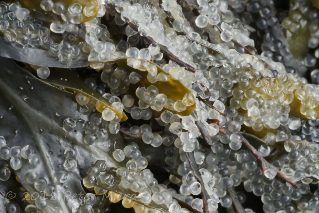 Herring eggs on kelp