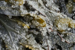 Herring eggs on kelp