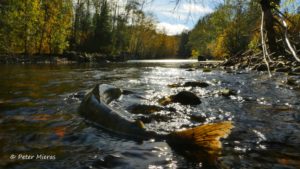 Female chum in Quatse river dying