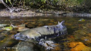 female chum salmon in Quatse river