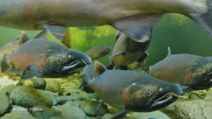 coho group underwater