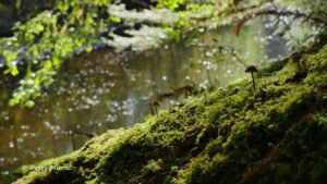 tree with mushrooms and creek