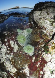 anemones in tide pool with rings