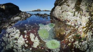 green anemones in tide pool