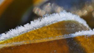frozen kelp edge