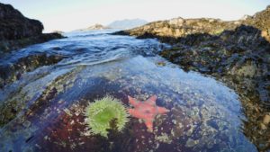 tide pool with life