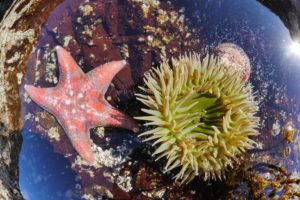tide pool with star and anemone