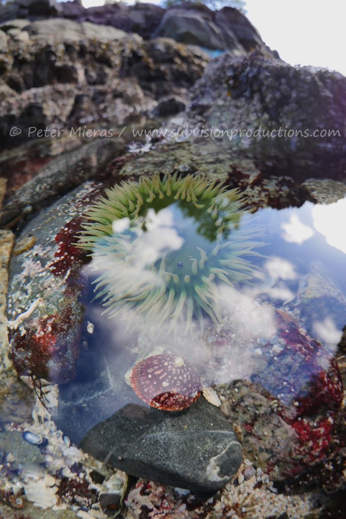 clouds in tide pool