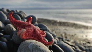 sea star on pebble beach