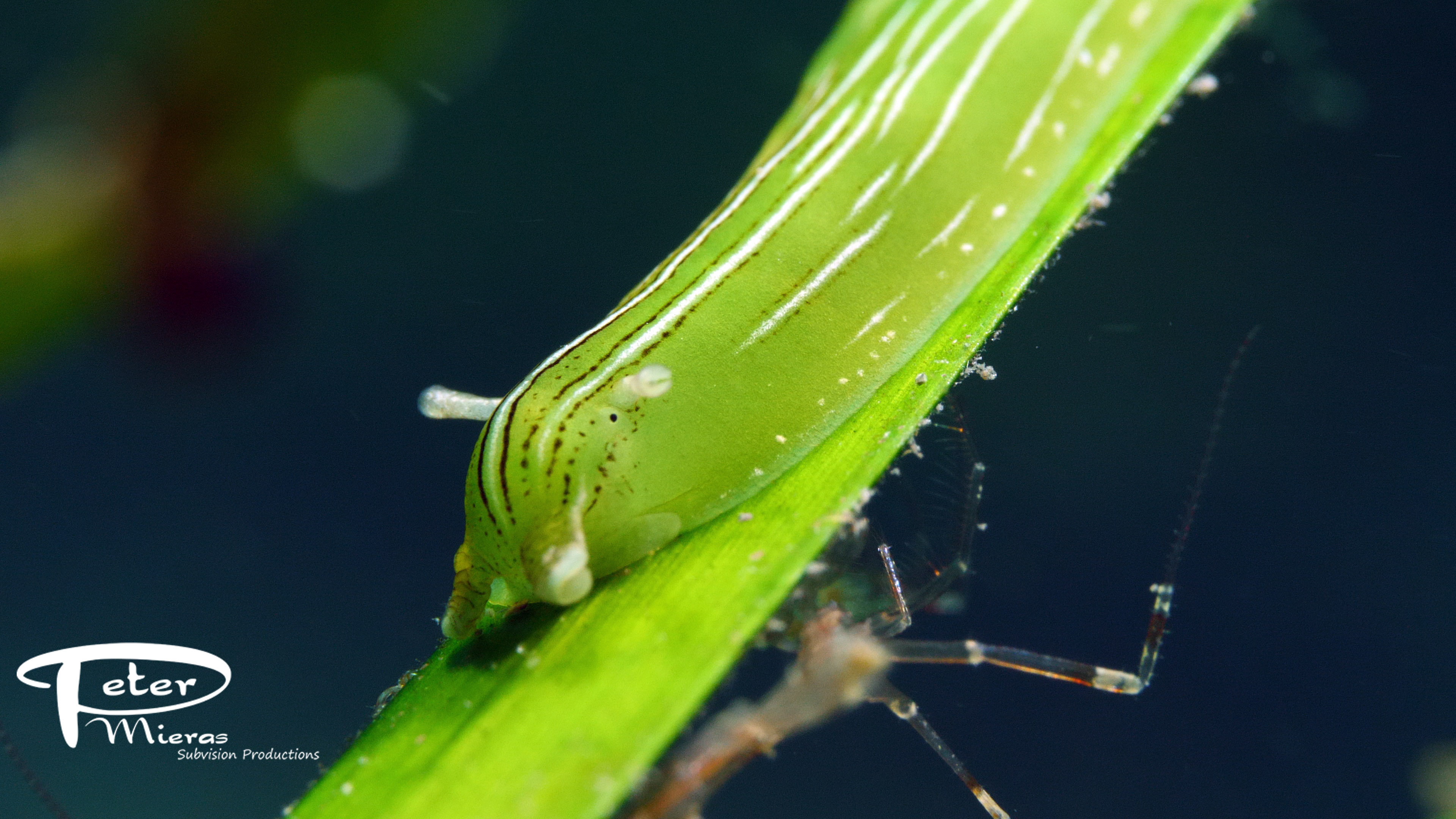 Phyllaplysia taylori