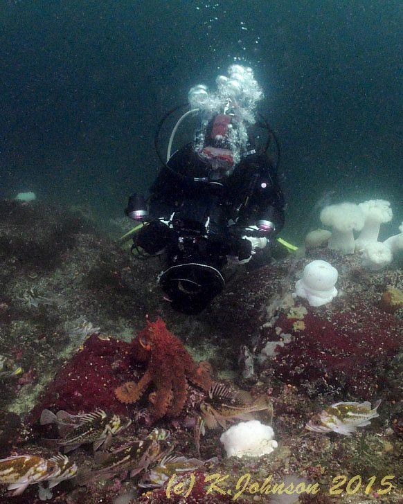 Giant Pacific Octopus