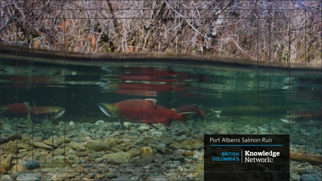 salmon in river