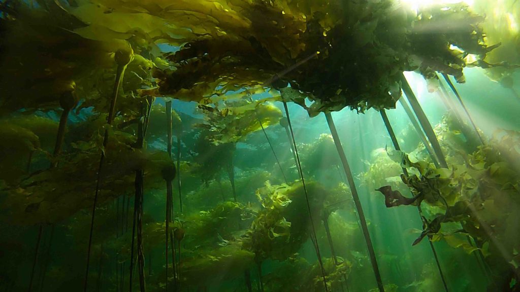 Bull Kelp forest in BC