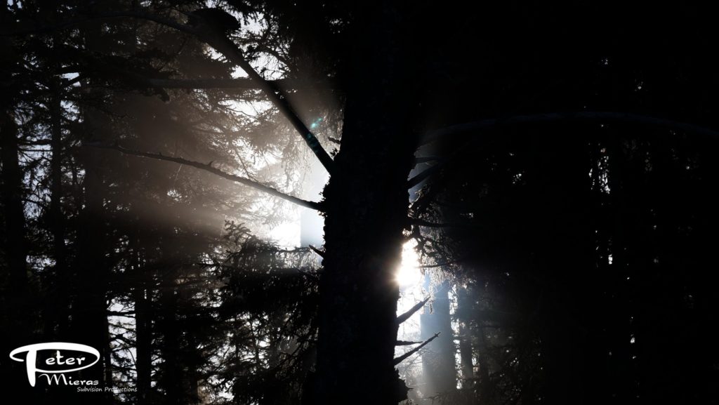 morning fog in trees